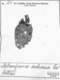 Melampsora salicina image